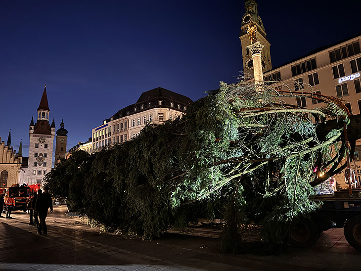 Aufstellung der Tanne aus Antdorf auf dem Marienplatz (©Foto. Martin Schmitz)
